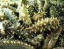 Sea Cucumber Extract